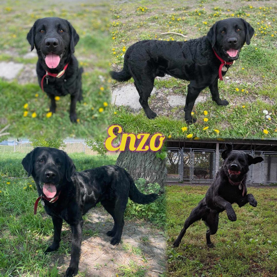 Enlarge Enzo, a Adoptable mixed breed in Sainte-Angele-de-Monnoir, QC image 1/5