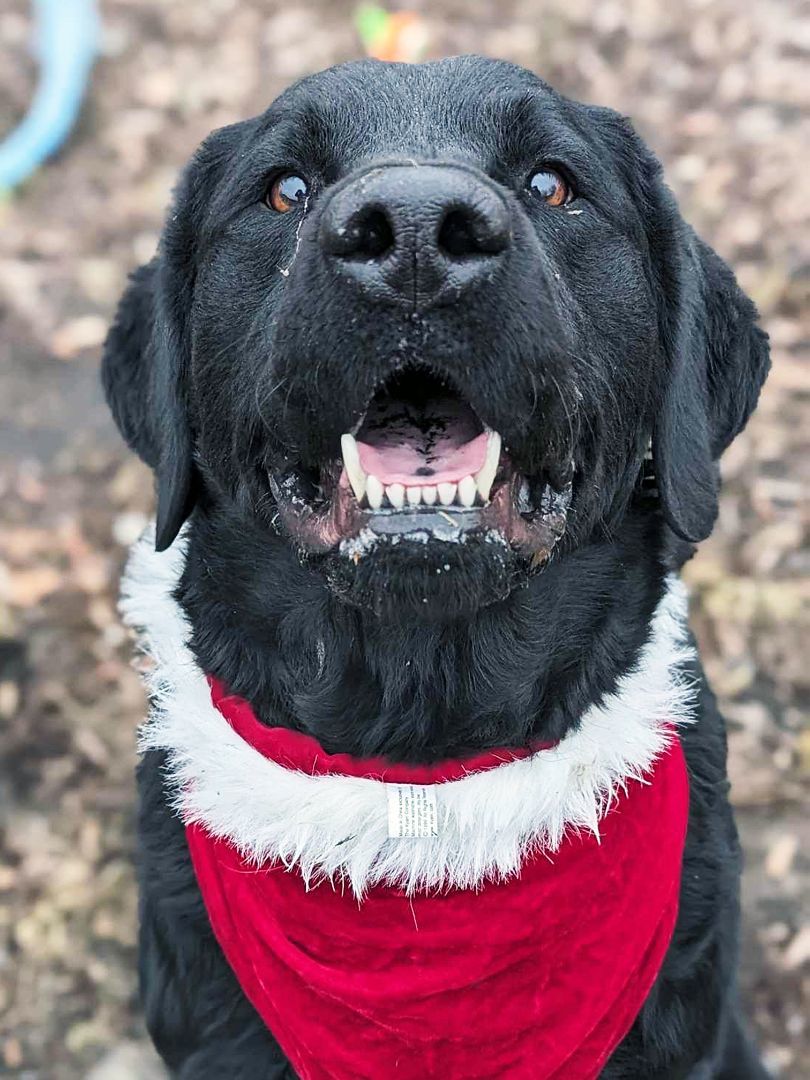 Enlarge Enzo, a Adoptable mixed breed in Sainte-Angele-de-Monnoir, QC image 4/5