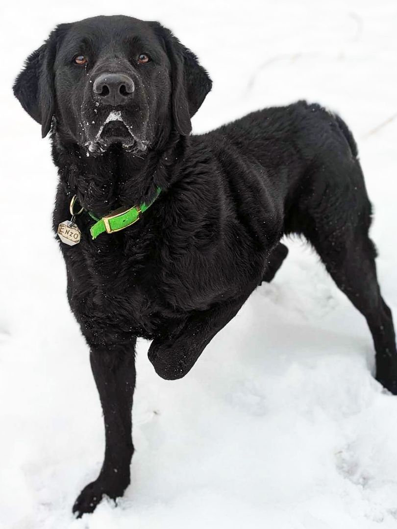 Enlarge Enzo, a Adoptable mixed breed in Sainte-Angele-de-Monnoir, QC image 5/5