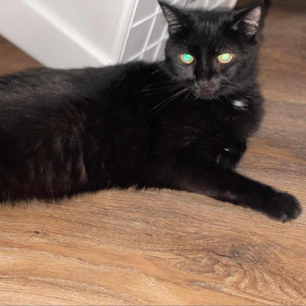Enlarge Tilly Millie, a Adoptable Domestic Short Hair in Wichita, KS image 1/6
