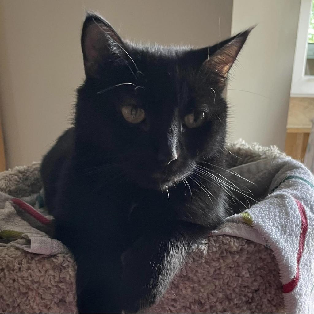 Enlarge Tilly Millie, a Adoptable Domestic Short Hair in Wichita, KS image 2/6