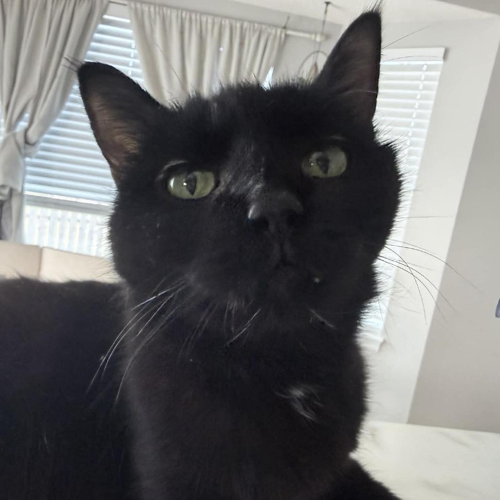 Enlarge Tilly Millie, a Adoptable Domestic Short Hair in Wichita, KS image 3/6