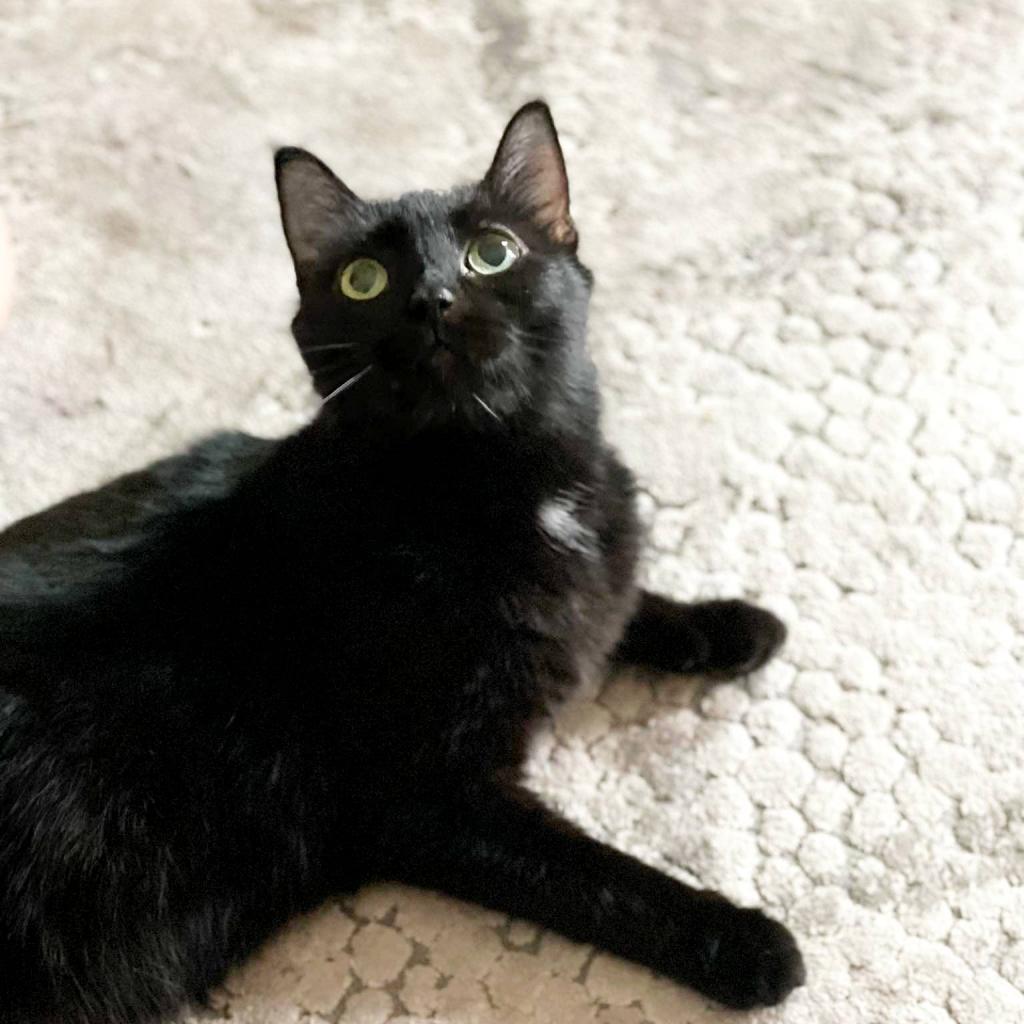 Enlarge Tilly Millie, a Adoptable Domestic Short Hair in Wichita, KS image 4/6