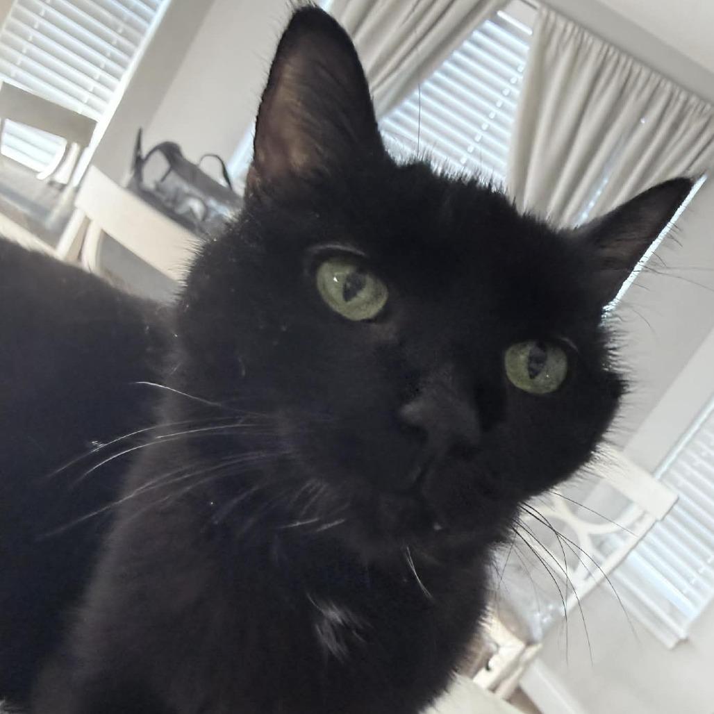 Enlarge Tilly Millie, a Adoptable Domestic Short Hair in Wichita, KS image 6/6