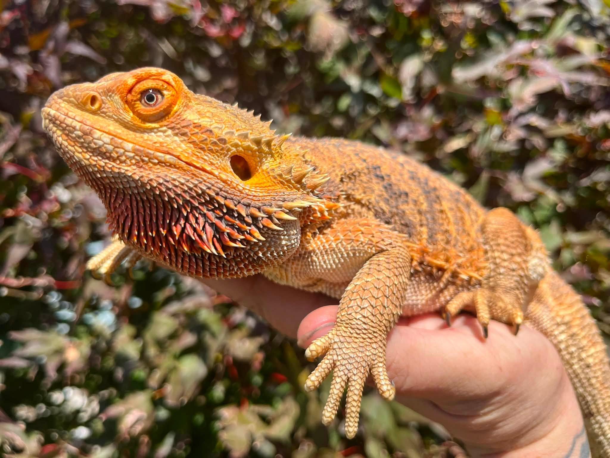 Enlarge Phoenix, a Adoptable Bearded Dragon in Palmerton, PA image 1/4