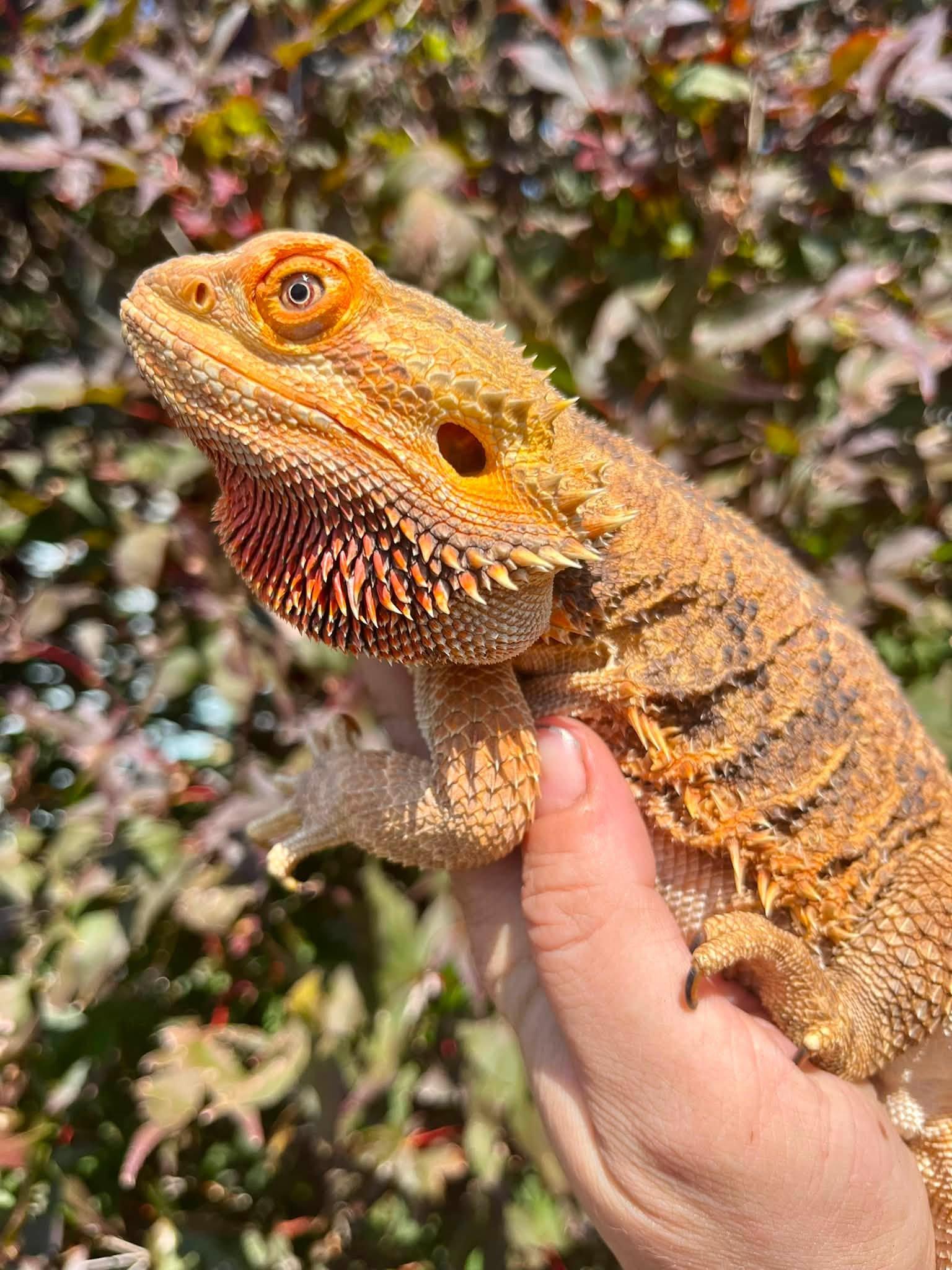 Enlarge Phoenix, a Adoptable Bearded Dragon in Palmerton, PA image 3/4