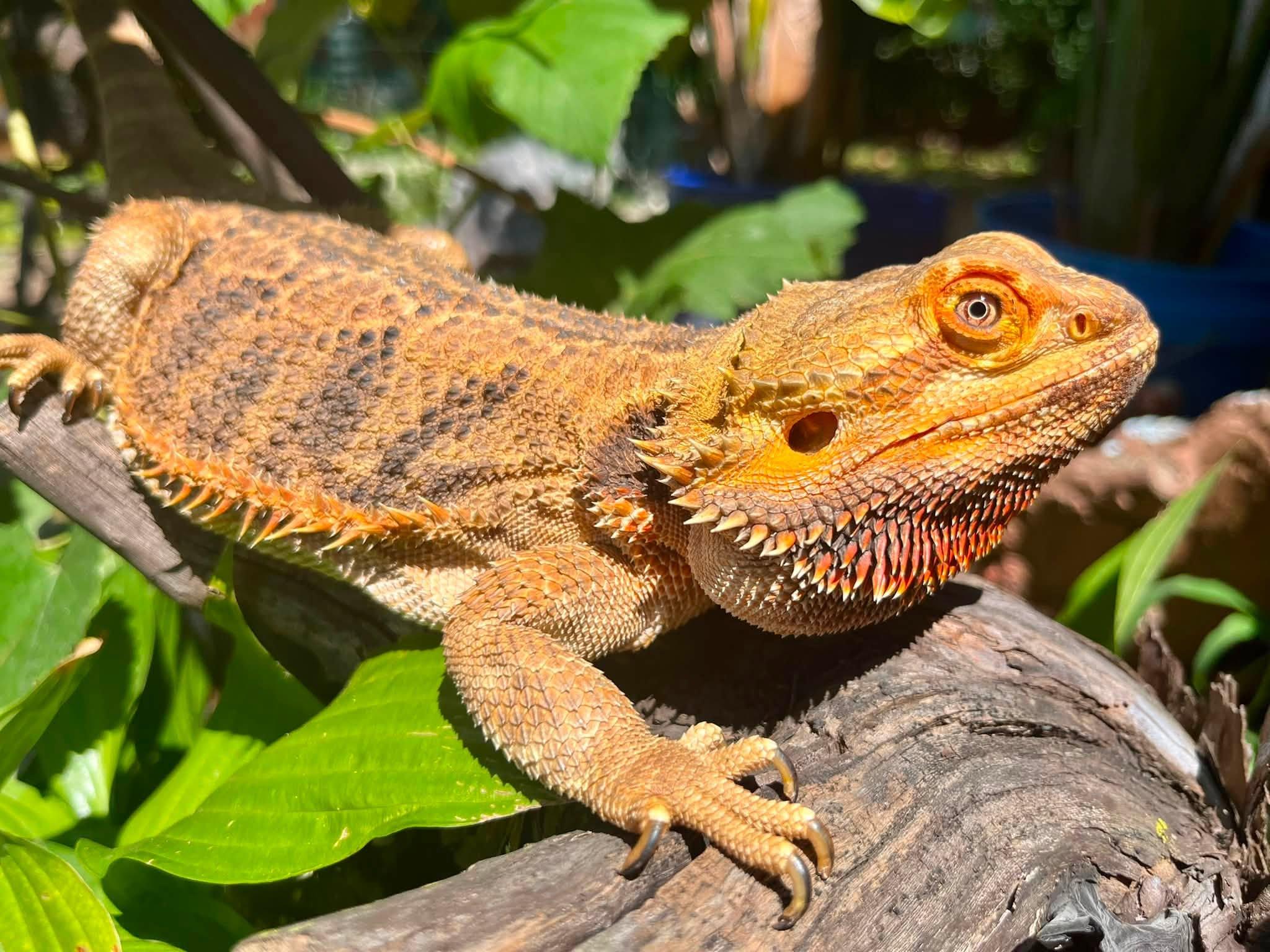 Enlarge Phoenix, a Adoptable Bearded Dragon in Palmerton, PA image 2/4