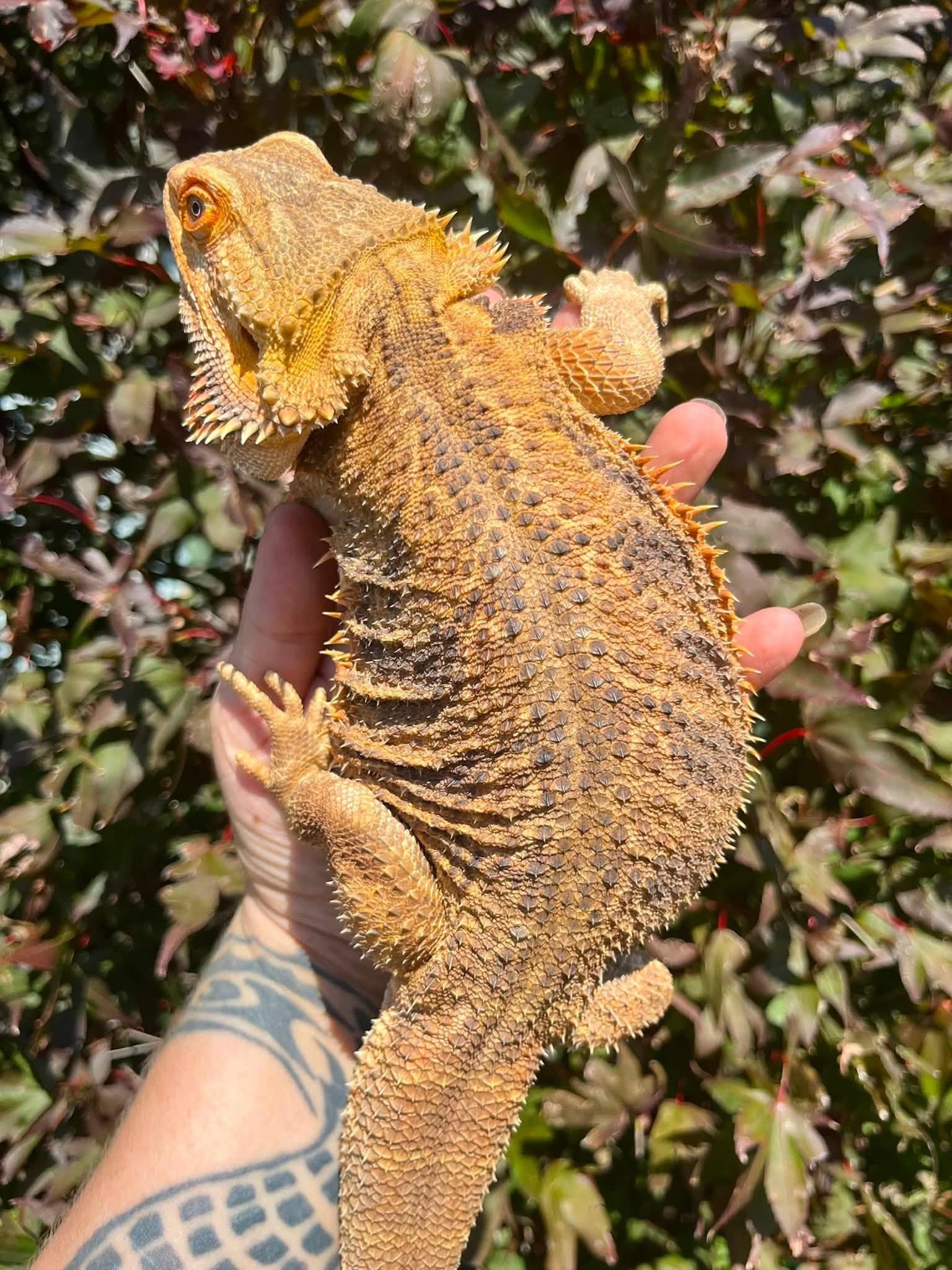 Enlarge Phoenix, a Adoptable Bearded Dragon in Palmerton, PA image 4/4