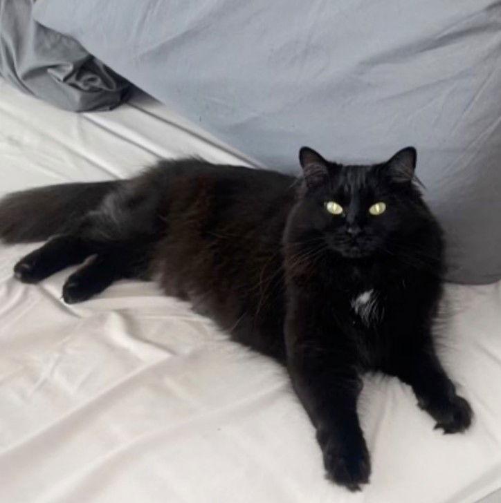 Kalypso, Adoptable, Adult Female Maine Coon & Domestic Long Hair.