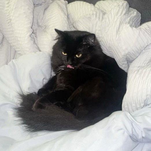 Enlarge Kalypso, a Adoptable mixed breed in St. Cloud, FL image 2/3