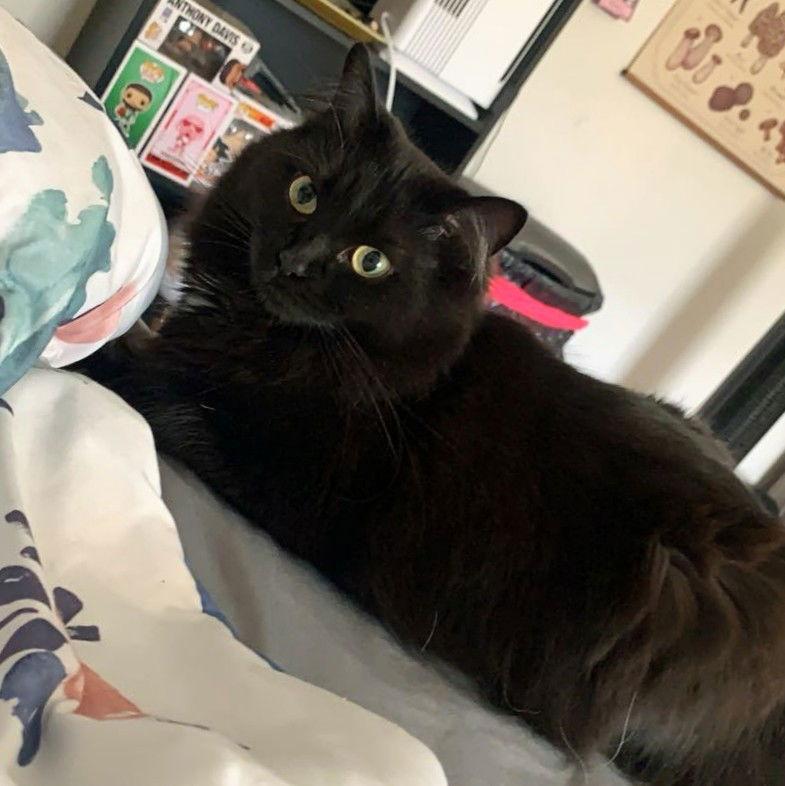 Enlarge Kalypso, a Adoptable mixed breed in St. Cloud, FL image 3/3