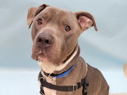 Blue, Adoptable, Senior Male Fox Terrier & Mixed Breed.