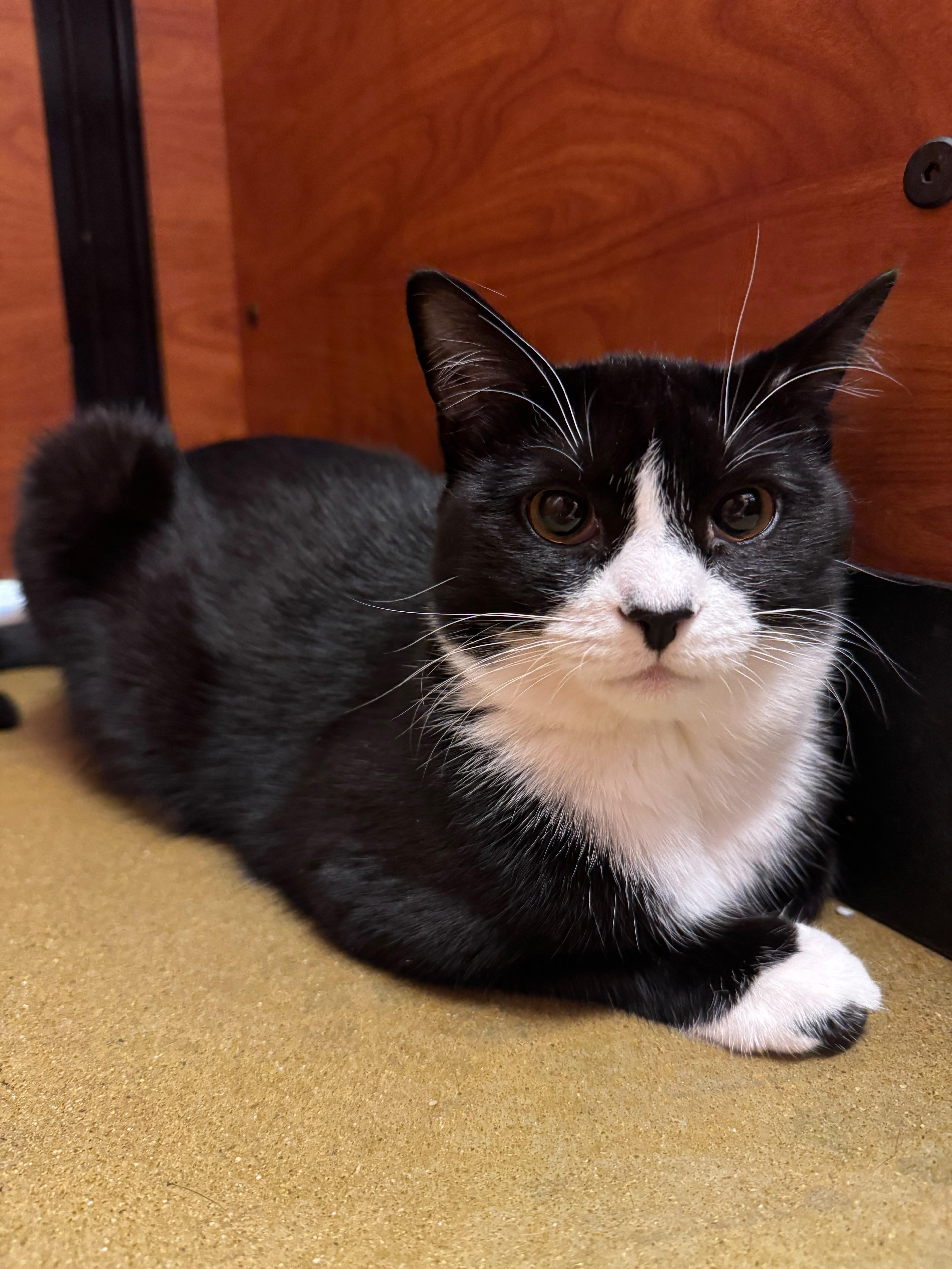 Enlarge Mini Pooh, a Adopted American Shorthair in Highland Park, NJ image 3/3