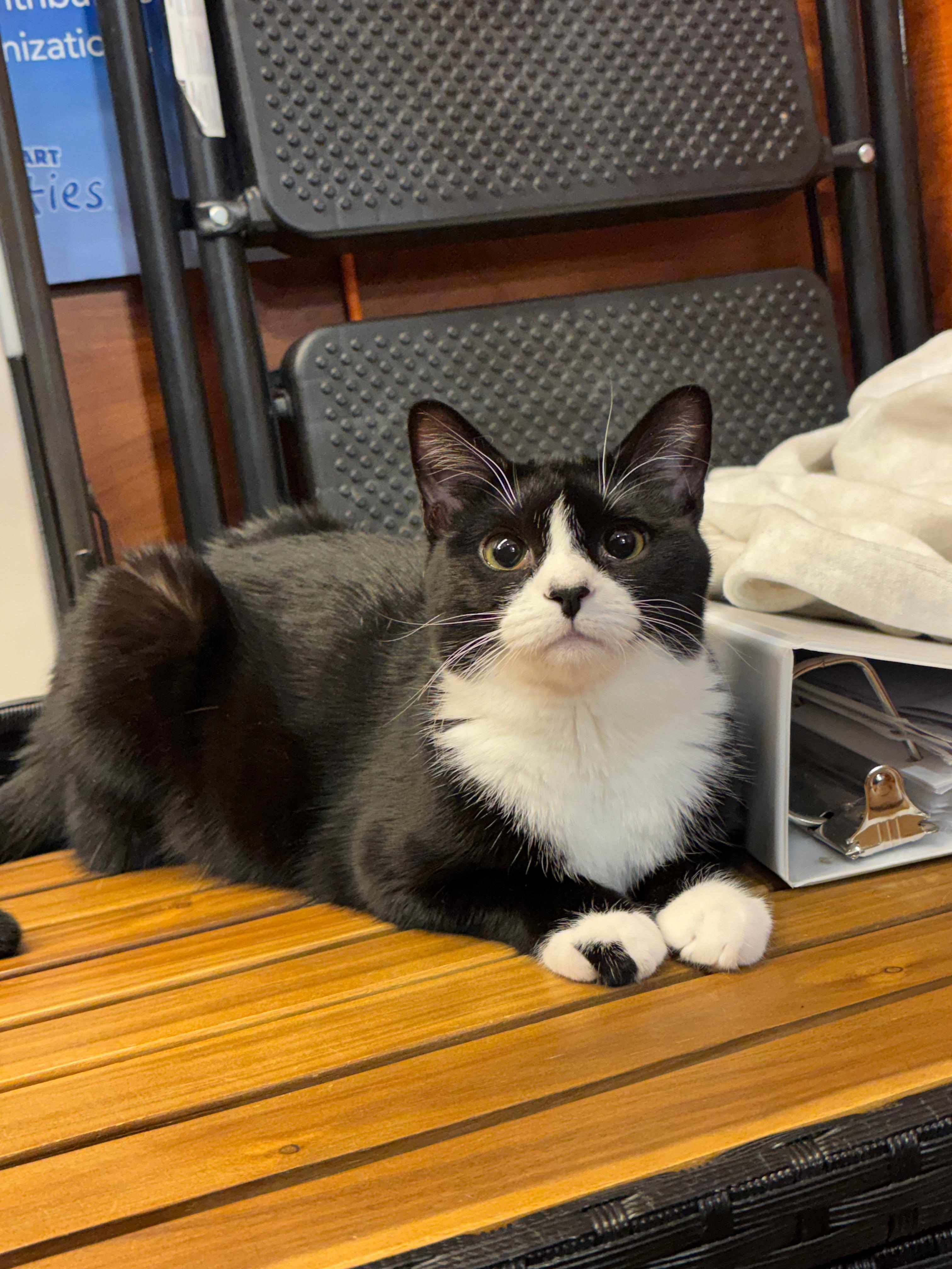 Enlarge Mini Pooh, a Adopted American Shorthair in Highland Park, NJ image 2/3