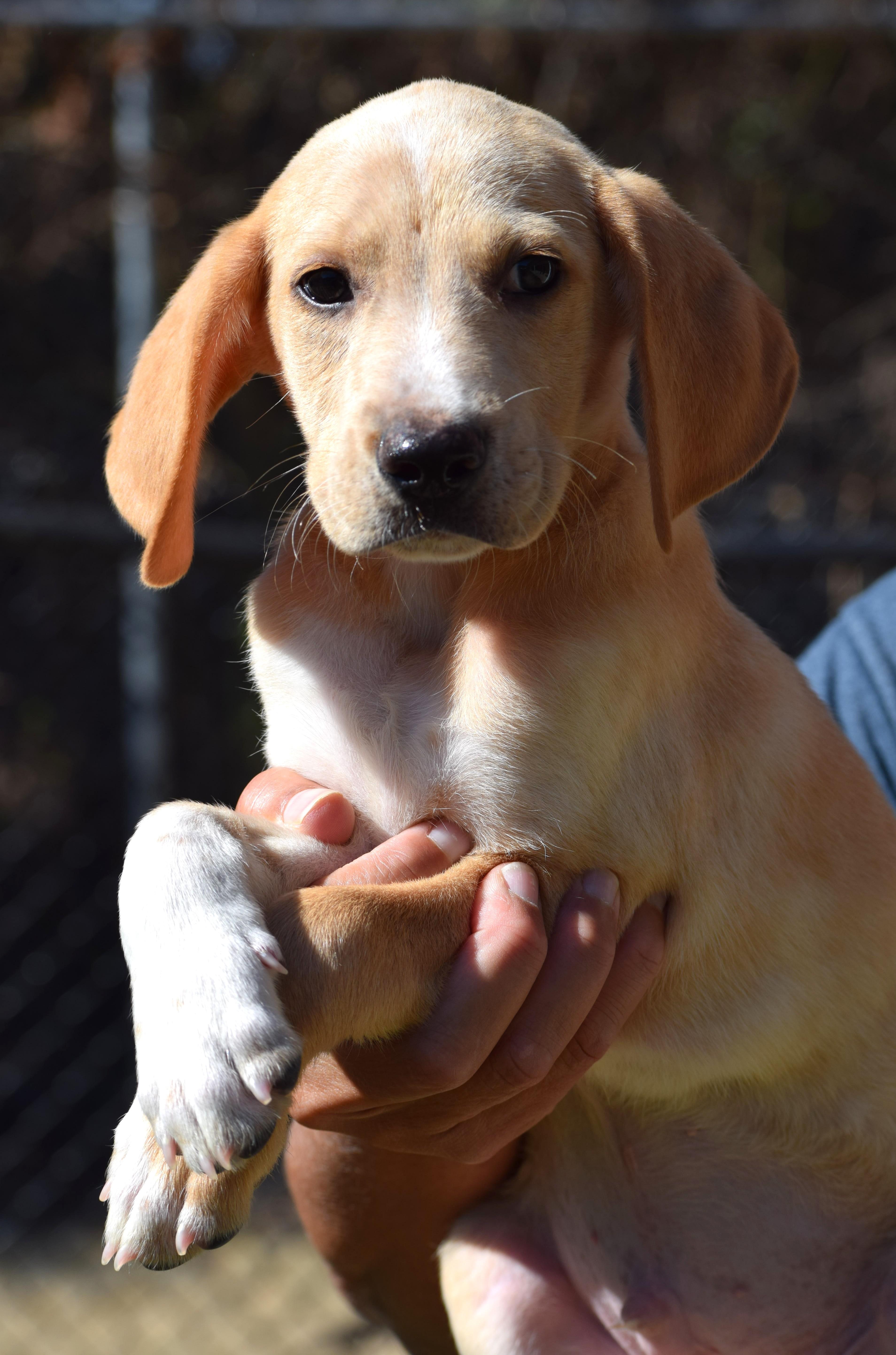 Nicco-Available 10/19@Petsmart! www.lhar.dog to apply!