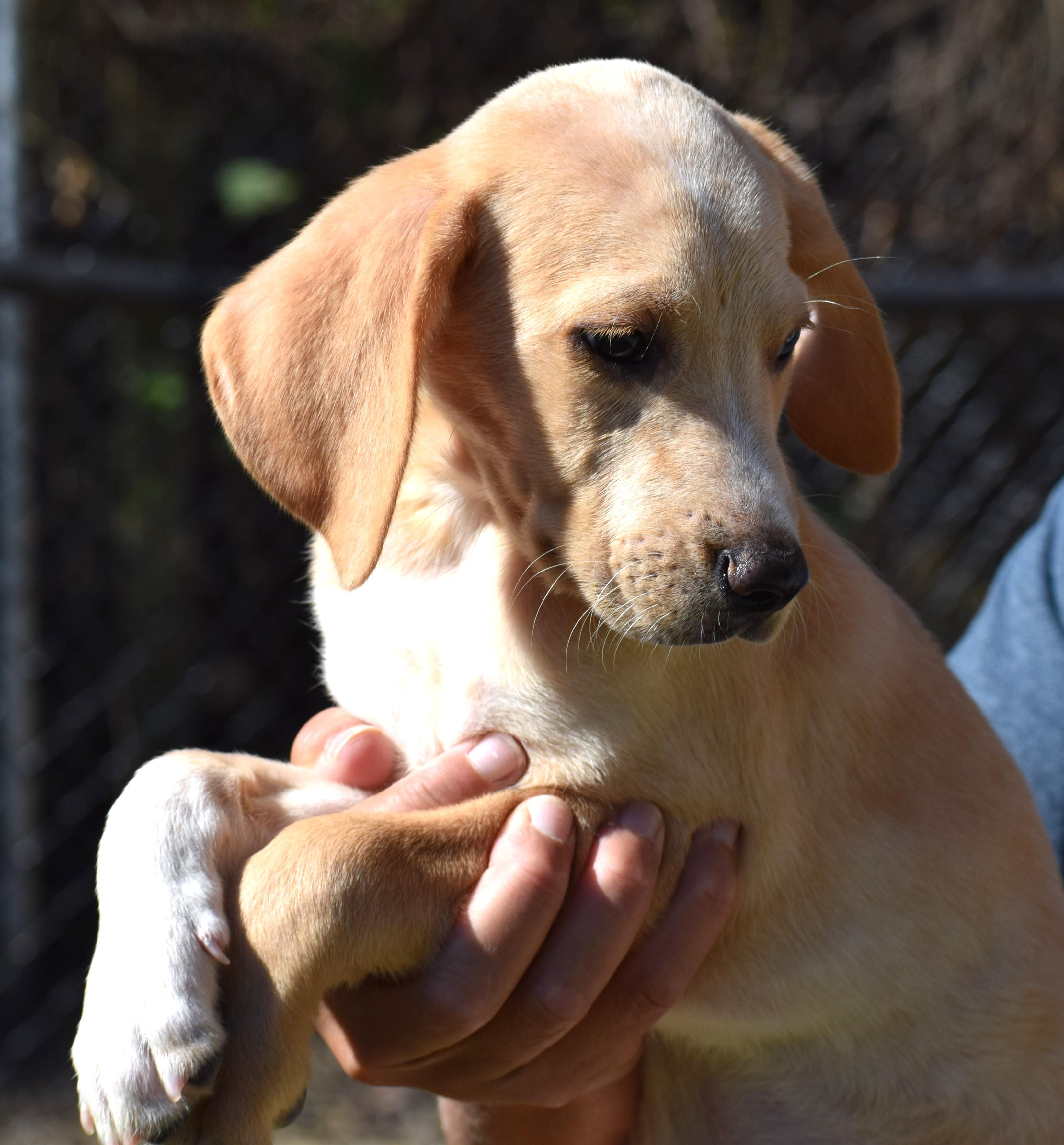 Nicco-Available 10/19@Petsmart! www.lhar.dog to apply!