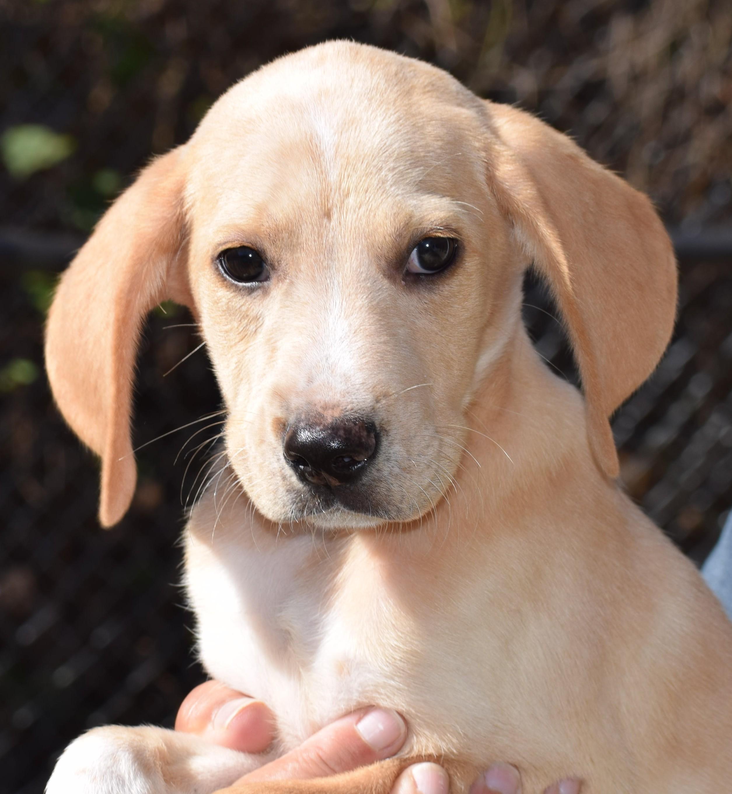 Nicco-Available 10/19@Petsmart! www.lhar.dog to apply!