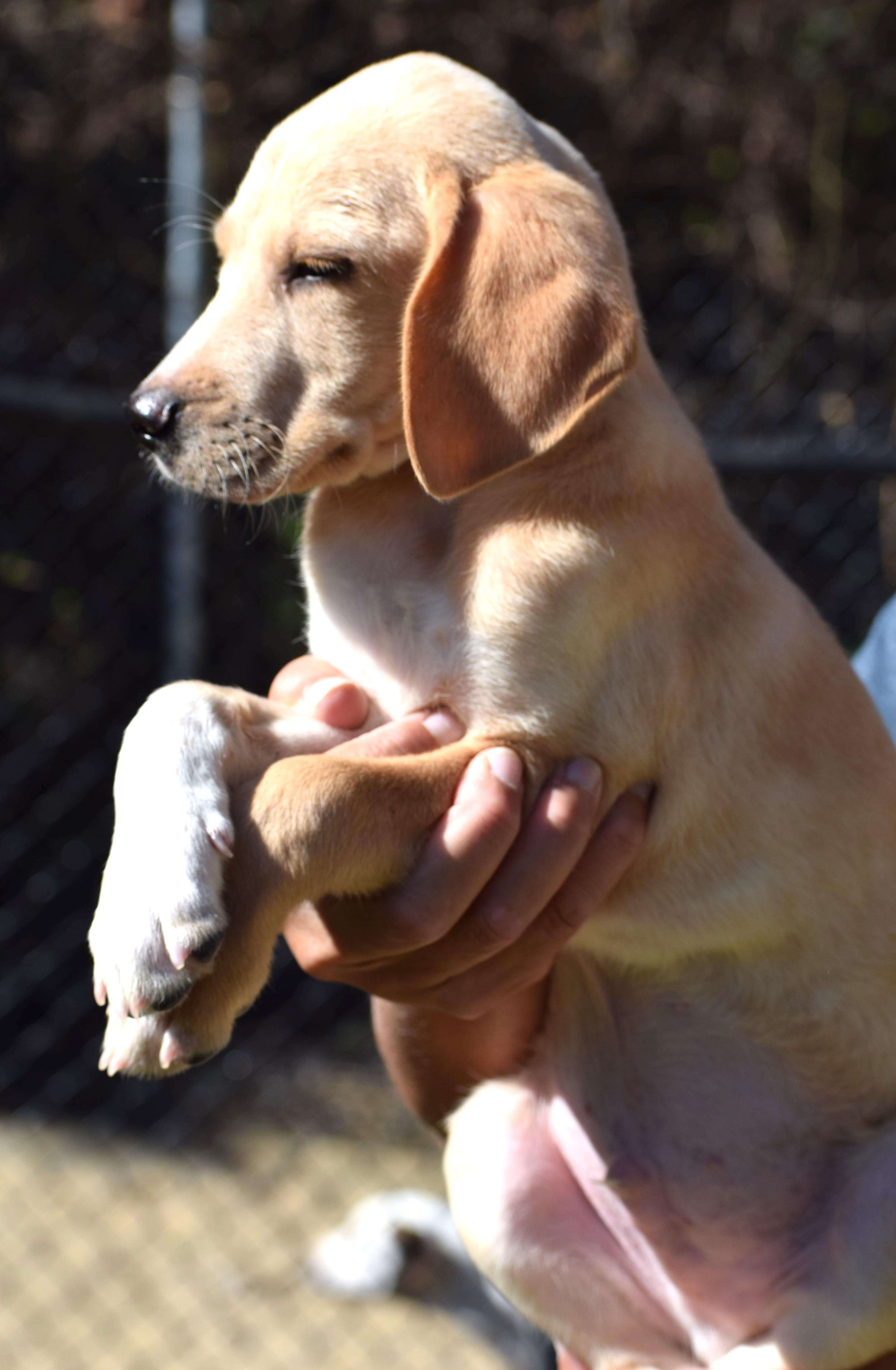 Nicco-Available 10/19@Petsmart! www.lhar.dog to apply!