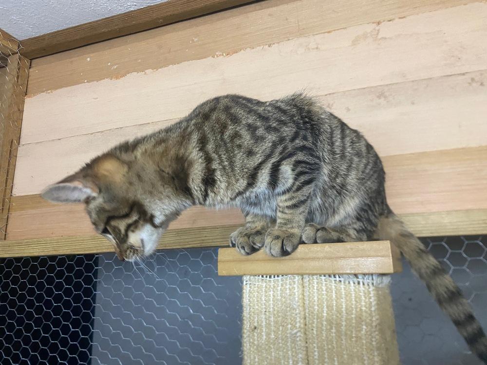 Loki Odinson, Adoptable, Young Male Domestic Short Hair.