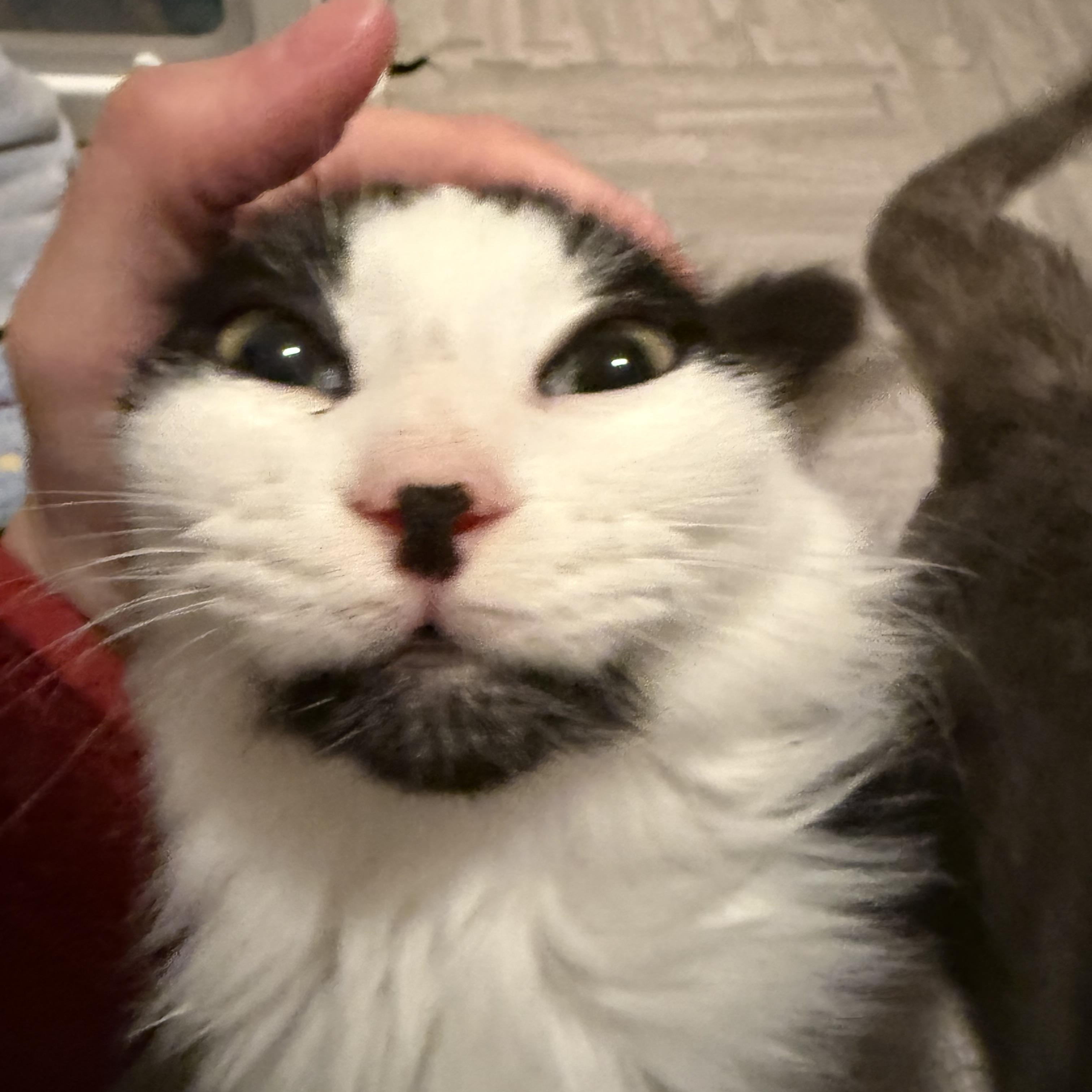 Enlarge Chance, an adopted Domestic Long Hair in Bethel, CT image 2/4