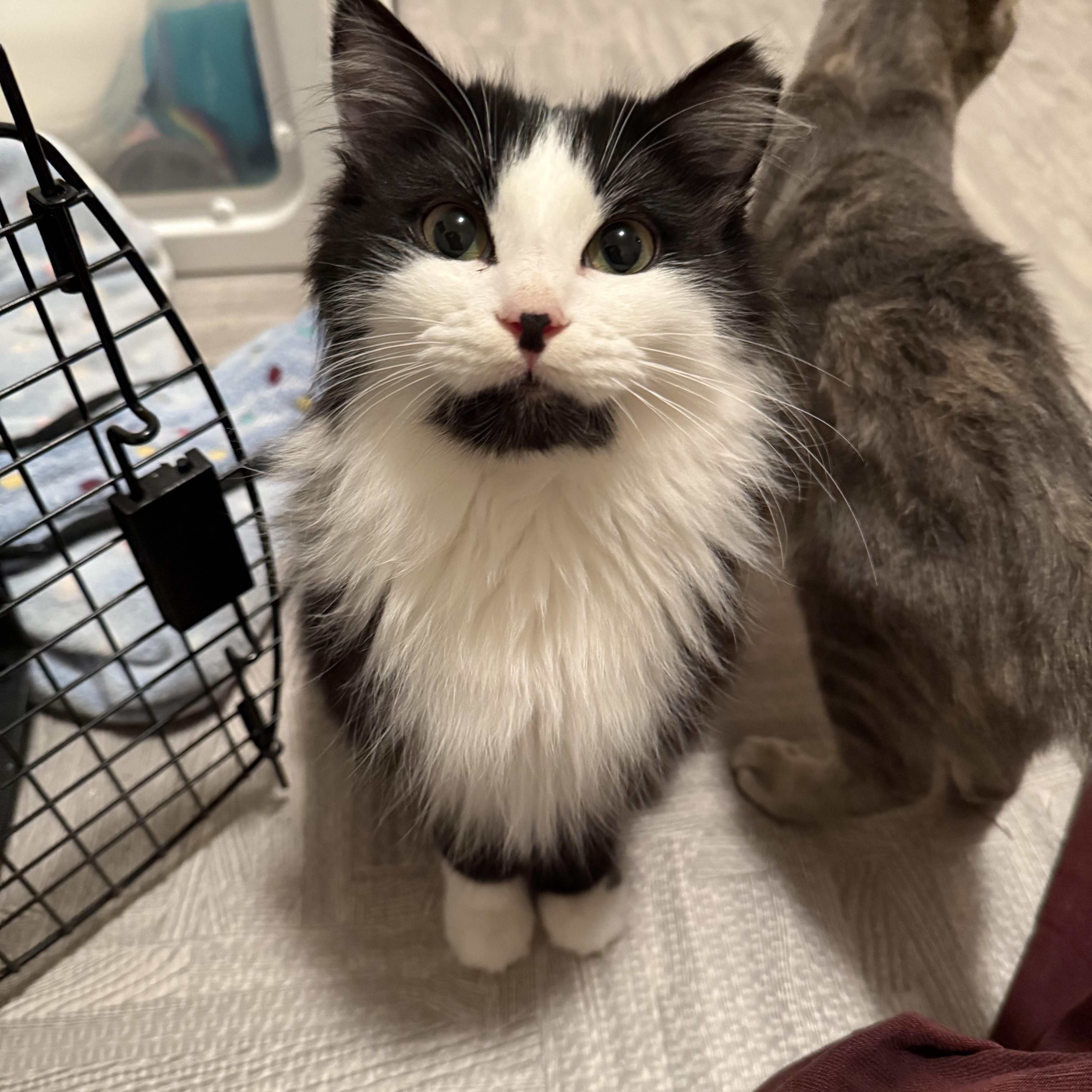 Chance, adopted, Kitten Male Domestic Long Hair.