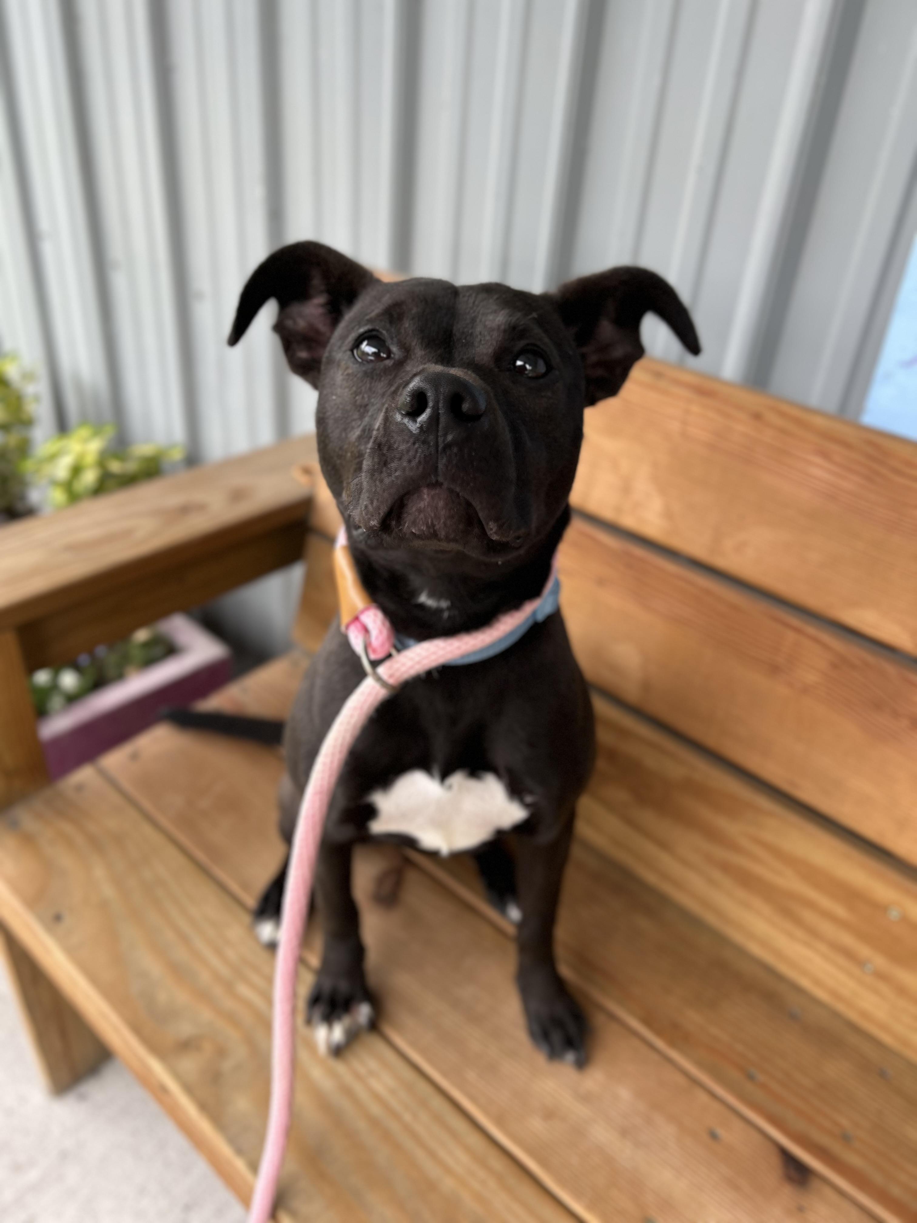 Harley, ADOPTABLE, Young Female Pit Bull Terrier.