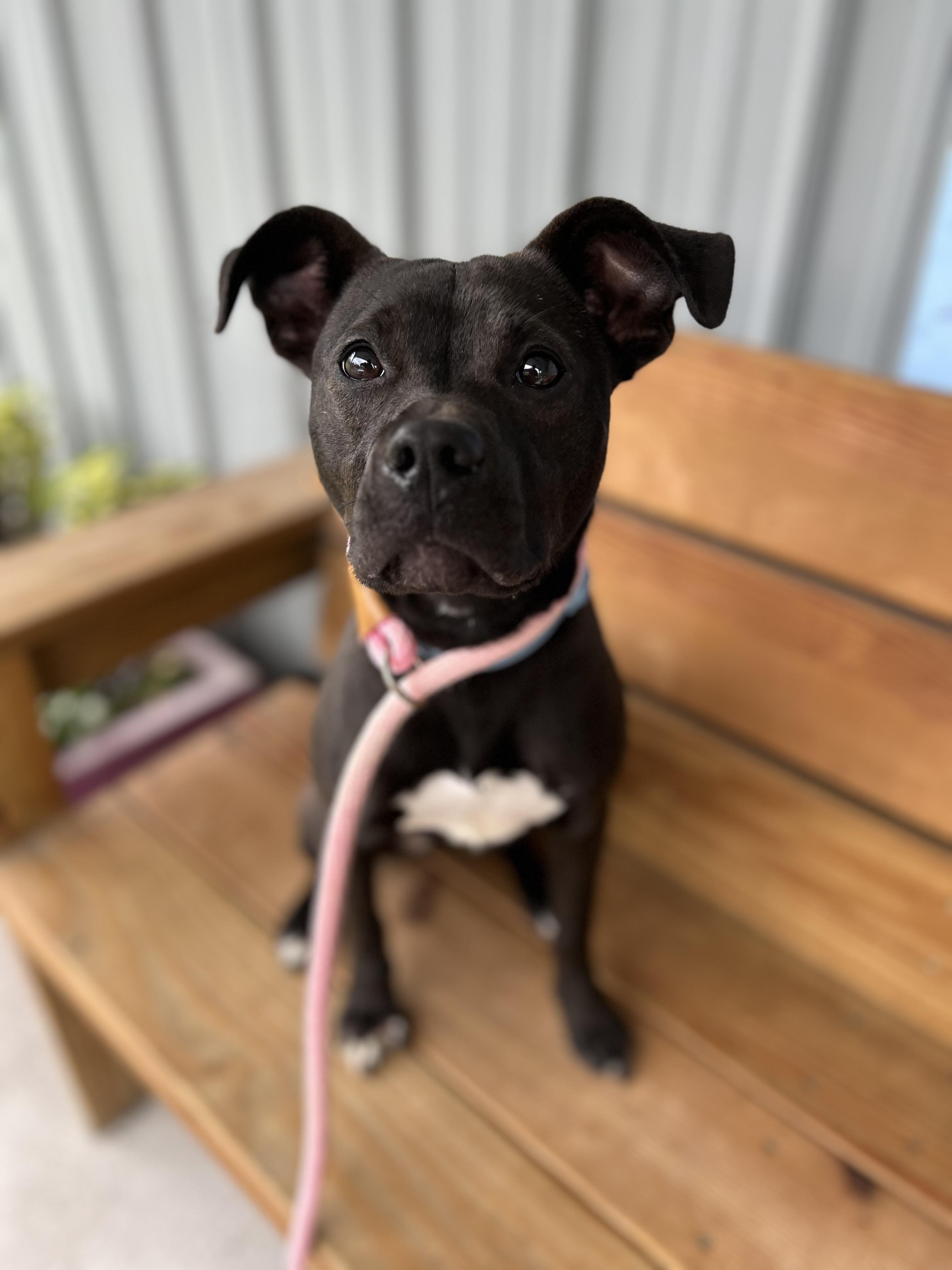 Enlarge Harley, a ADOPTABLE mixed breed in Howes Cave, NY image 2/2