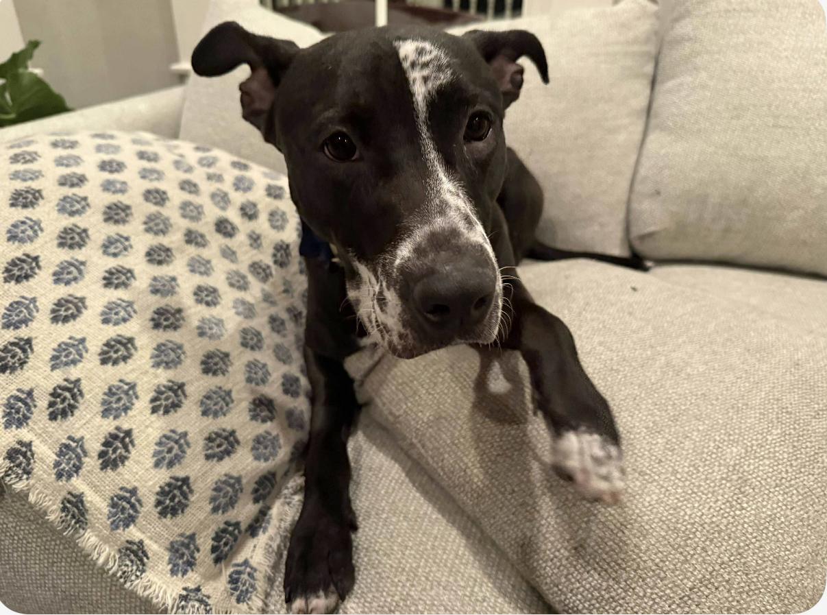 Alvin, Adoptable, Young Male Black Labrador Retriever.