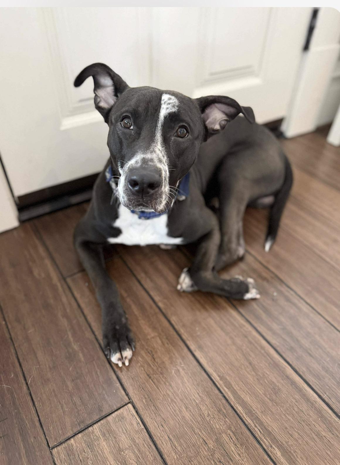 Alvin, a Adoptable mixed breed in Kankakee, IL image 2/5