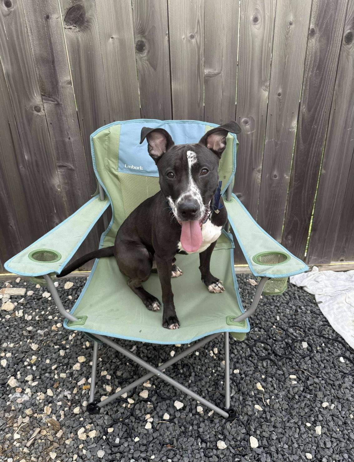 Alvin, a Adoptable mixed breed in Kankakee, IL image 3/5