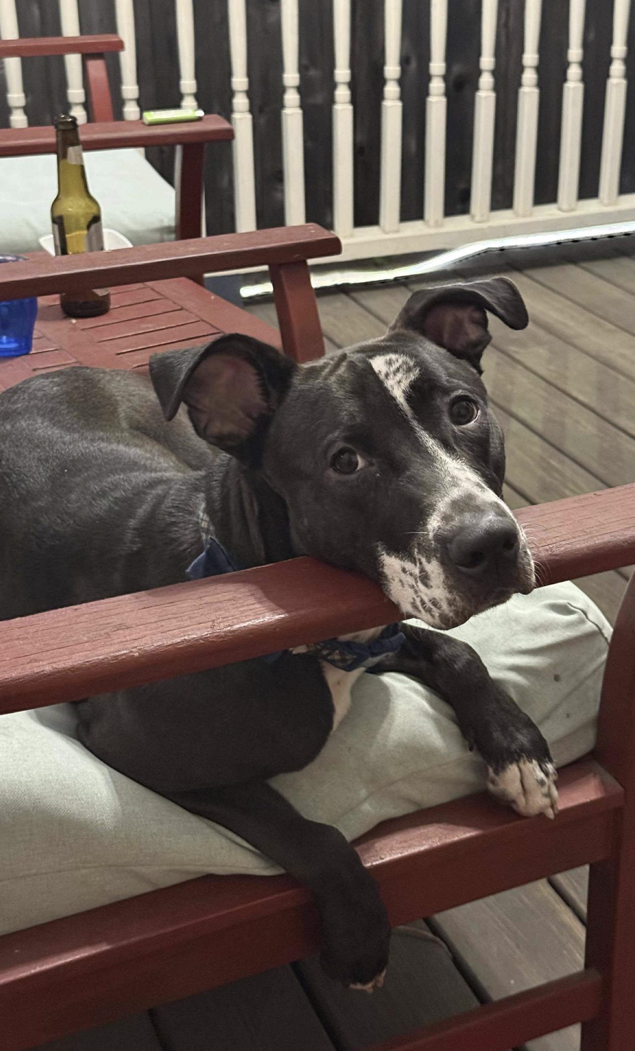 Alvin, a Adoptable mixed breed in Kankakee, IL image 5/5