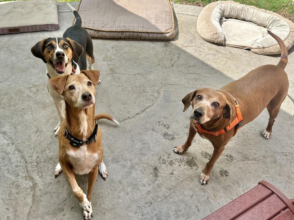 Gingerbread, Adoptable, Puppy Female Treeing Walker Coonhound & Beagle.