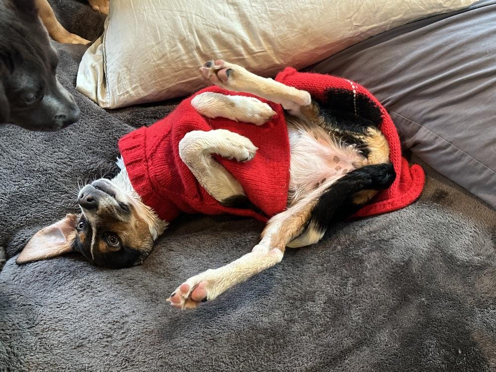 Gingerbread thumbnail 2