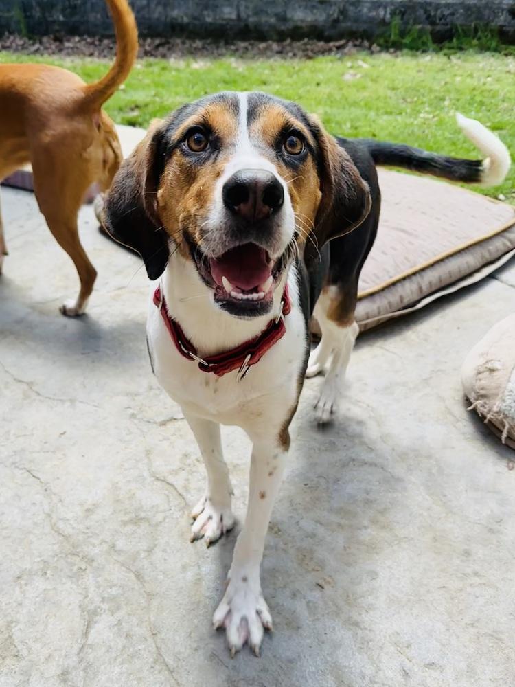 Gingerbread, a Adoptable mixed breed in Pottstown, PA image 6/6