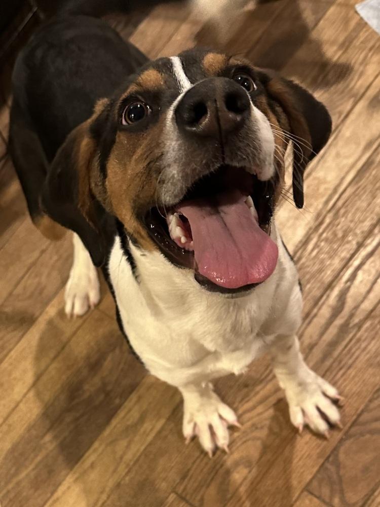 Gingerbread thumbnail 3