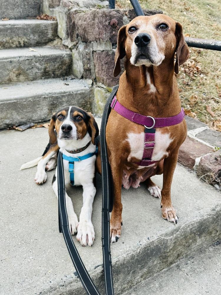 Gingerbread thumbnail 4