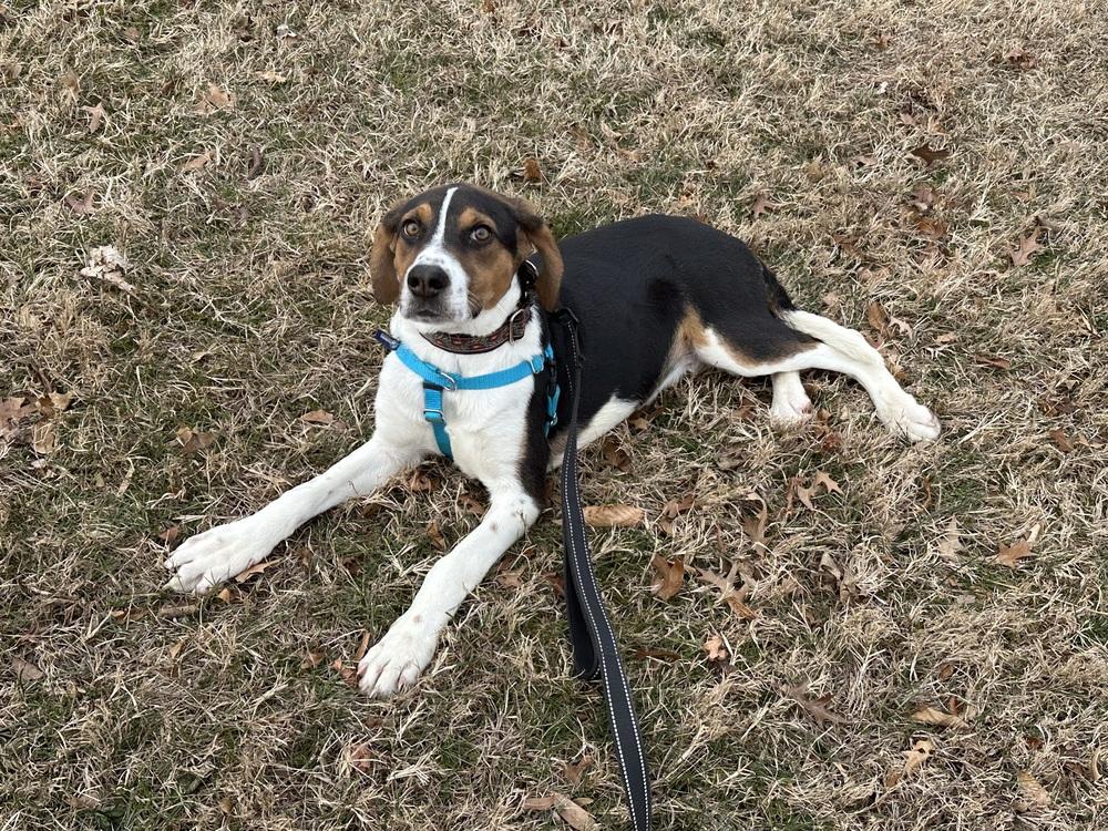 Gingerbread thumbnail 5