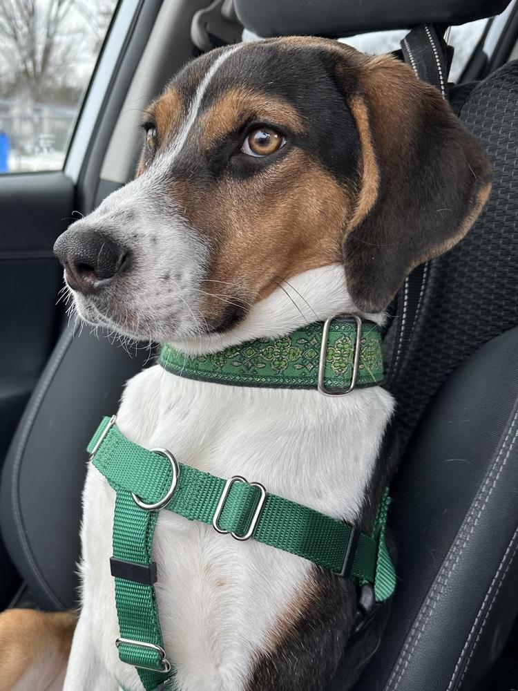 Gingerbread — thumbnail 6