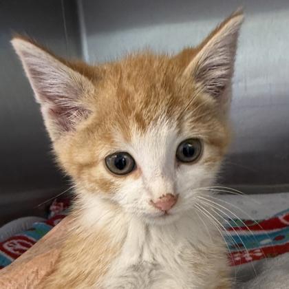 Gerkin, Adopted, Young Male Domestic Short Hair.