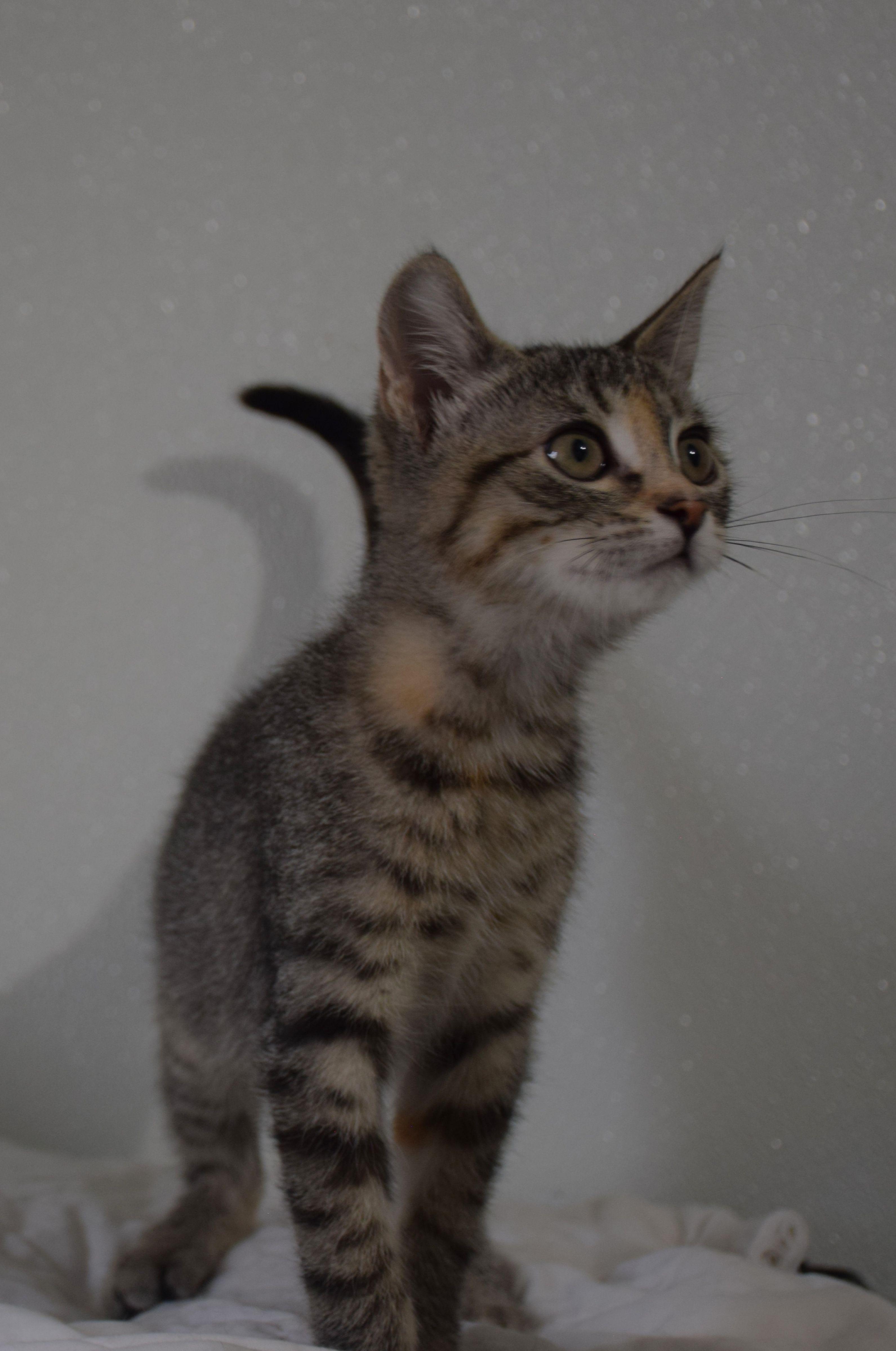 Anna, Adoptable, Young Female Torbie.