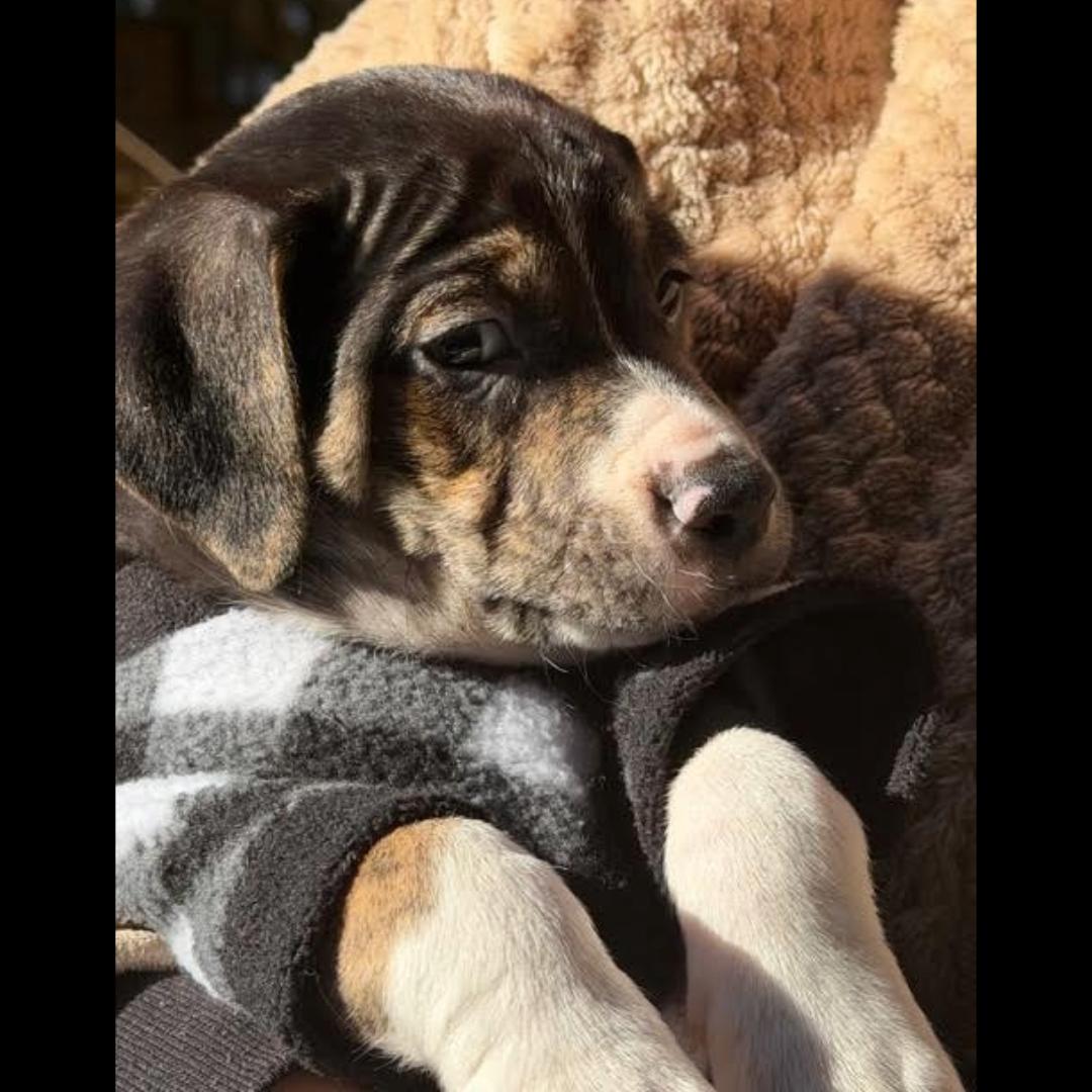 Enlarge Danbury, a ADOPTABLE mixed breed in Midlothian, VA image 6/6