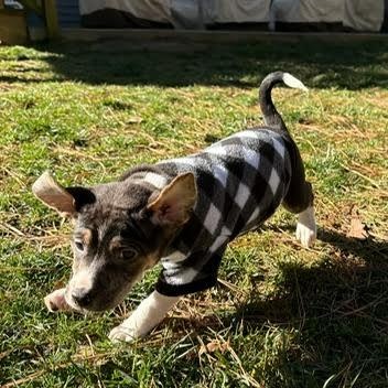 Enlarge Danbury, a ADOPTABLE mixed breed in Midlothian, VA image 5/6