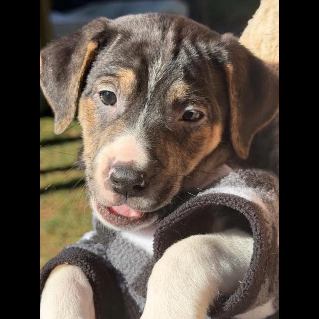 Danbury, ADOPTABLE, Puppy Male Beagle.