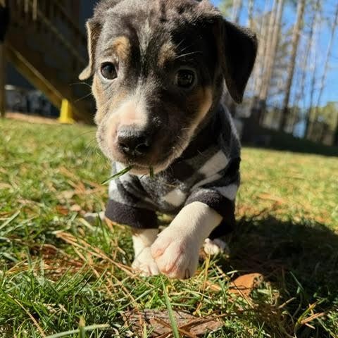 Enlarge Danbury, a ADOPTABLE mixed breed in Midlothian, VA image 2/6