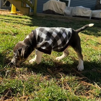 Enlarge Danbury, a ADOPTABLE mixed breed in Midlothian, VA image 3/6