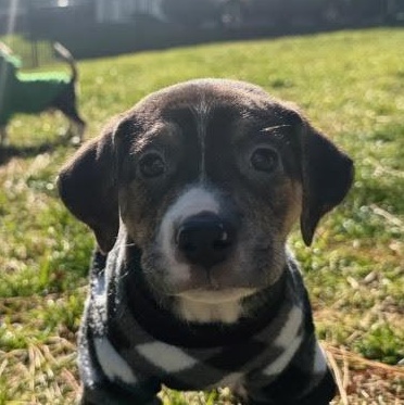 Enlarge Danbury, a ADOPTABLE mixed breed in Midlothian, VA image 4/6