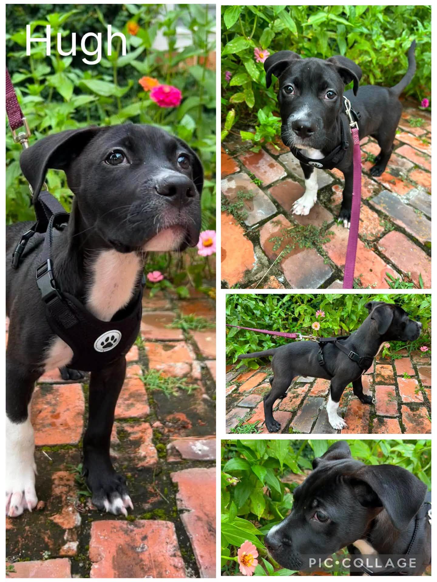 Hugh, ADOPTABLE, Puppy Male American Bulldog & Labrador Retriever.