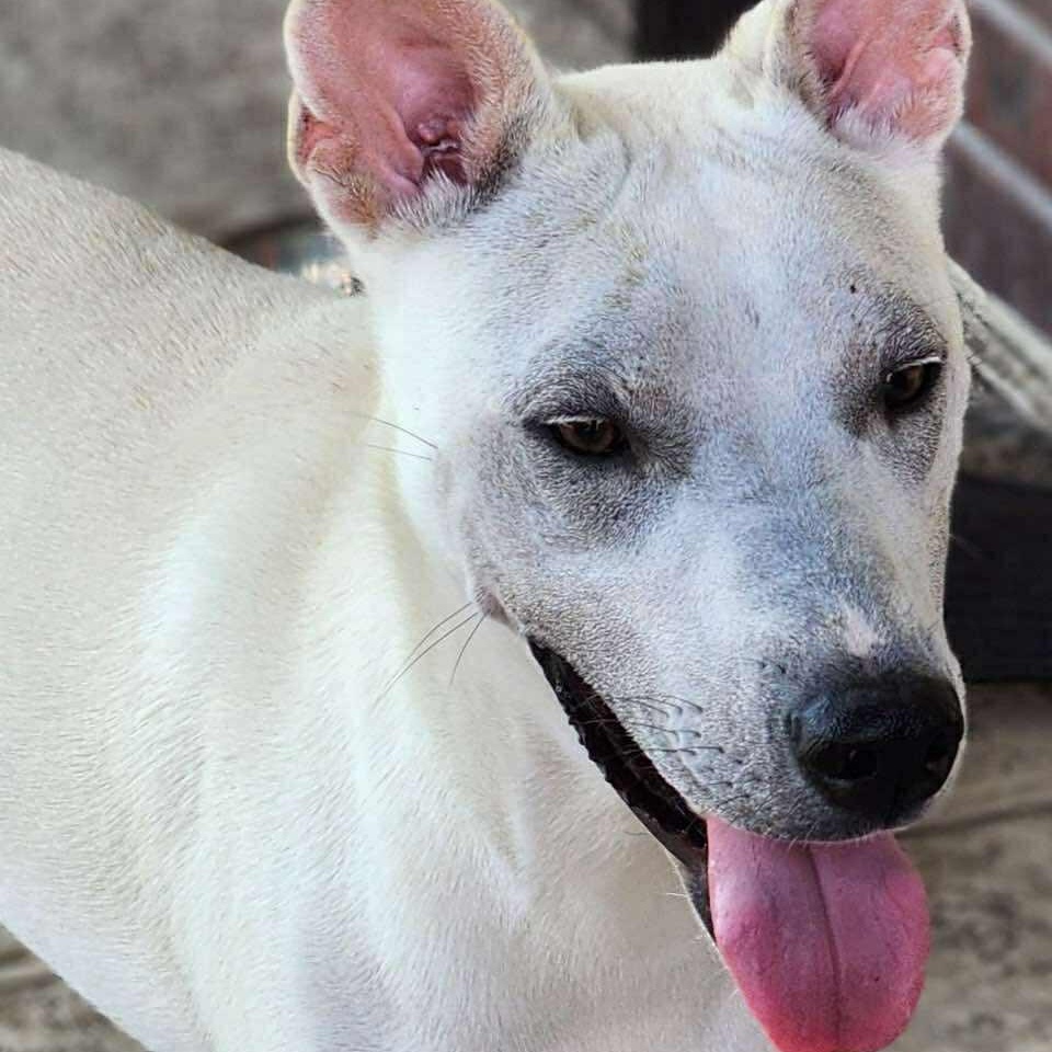 Diva — thumbnail 4