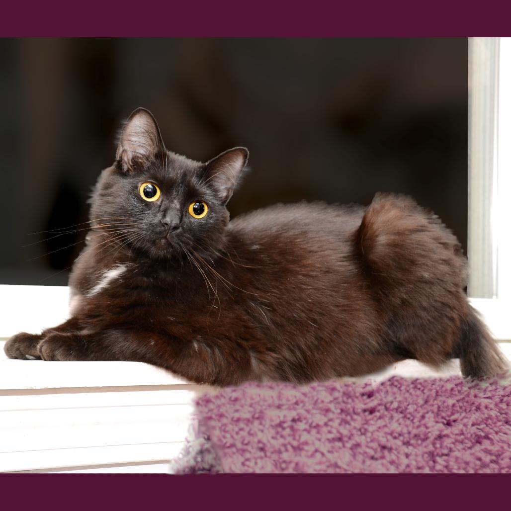 Enlarge Dawn Alexis, a Adoptable Domestic Long Hair in Natick, MA image 1/2
