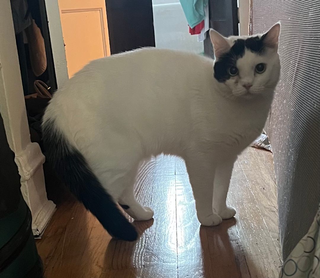 Enlarge Sweetums (& Tootles), a Adoptable Domestic Short Hair in Chicago, IL image 4/5